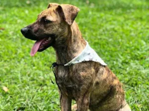 Cachorro raça SRD idade 2 a 6 meses nome GERALDO
