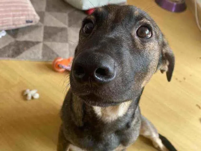 Cachorro ra a SRD-ViraLata idade 7 a 11 meses nome JOÃO GUILHERME