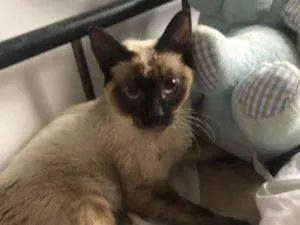 Gato raça Sed idade 2 a 6 meses nome Sara