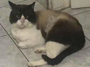 Gato raça Srd idade 1 ano nome Lucca