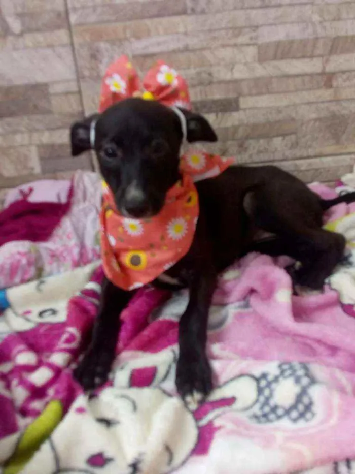 Cachorro raça Srd idade 2 a 6 meses nome Flor 