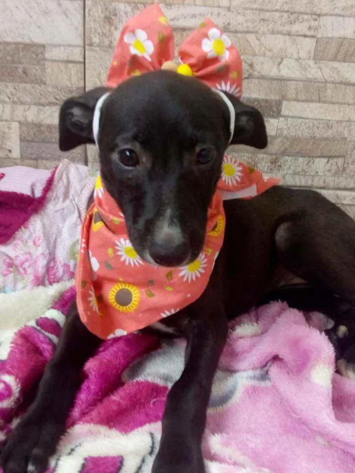 Cachorro raça Srd idade 2 a 6 meses nome Flor 