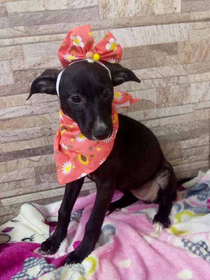 Cachorro raça Srd idade 2 a 6 meses nome Flor 