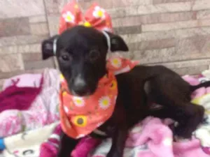 Cachorro raça Srd idade 2 a 6 meses nome Flor 