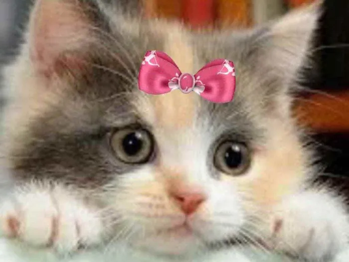 Gato ra a Mestiça  idade 2 a 6 meses nome Mel 