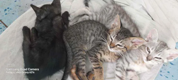 Gato raça Indefinida idade Abaixo de 2 meses nome Bob