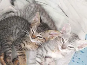 Gato raça Indefinida idade Abaixo de 2 meses nome Bob