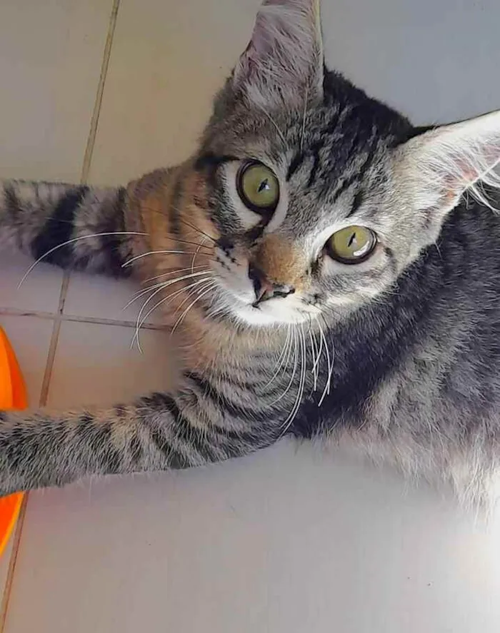 Gato ra a srd idade 2 a 6 meses nome Marie