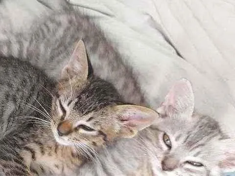 Gato raça Indefinida idade Abaixo de 2 meses nome Bob