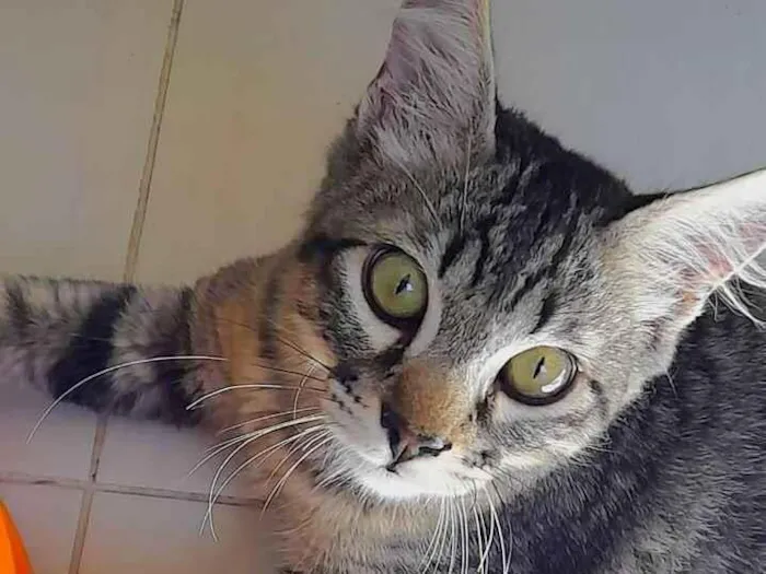 Gato ra a srd idade 2 a 6 meses nome Marie