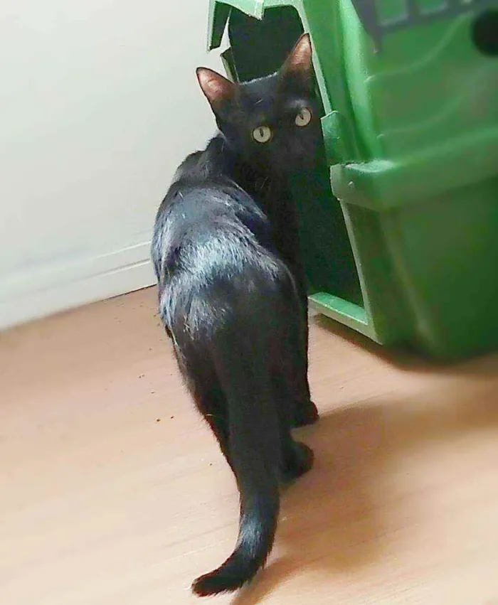 Gato raça srd idade 1 ano nome Maya