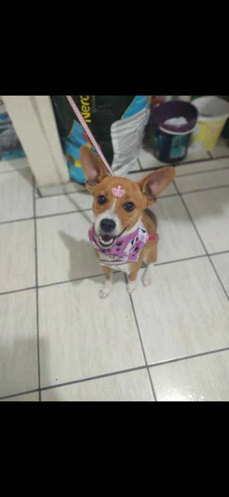 Cachorro ra a Vira lata  idade 7 a 11 meses nome Pipoca