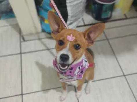 Cachorro ra a Vira lata  idade 7 a 11 meses nome Pipoca