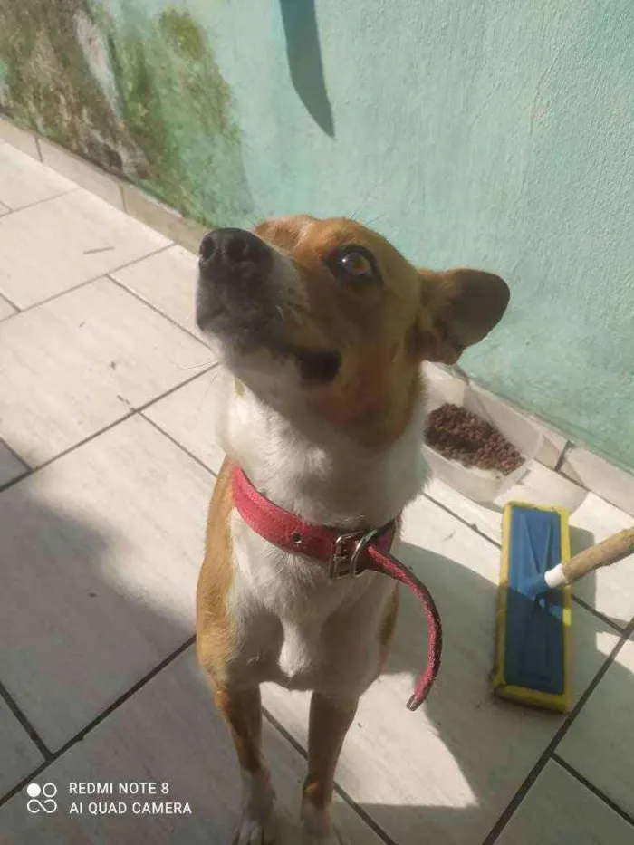 Cachorro ra a Vira lata  idade 7 a 11 meses nome Pipoca