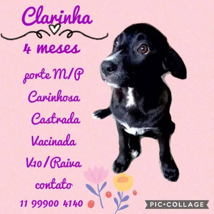 Cachorro raça SRD idade 2 a 6 meses nome Clarinha