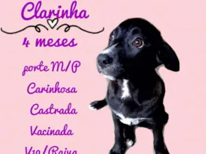 Cachorro raça SRD idade 2 a 6 meses nome Clarinha
