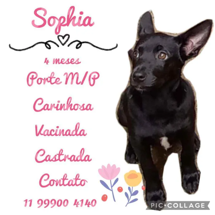 Sophia