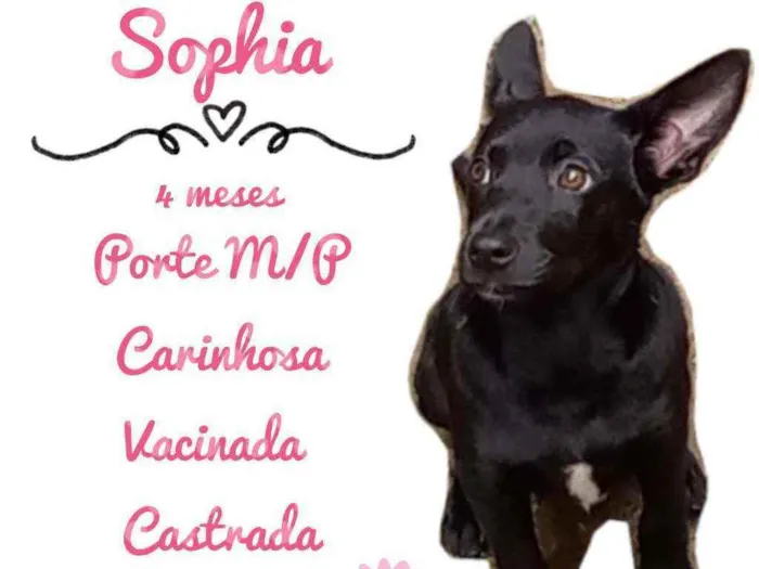 Cachorro raça SRD idade 2 a 6 meses nome Sophia