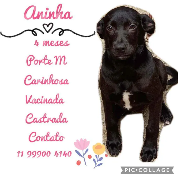 Cachorro raça SRD idade 2 a 6 meses nome Aninha