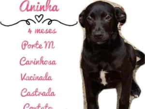 Cachorro raça SRD idade 2 a 6 meses nome Aninha