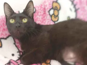 Gato raça srd idade 1 ano nome Maya