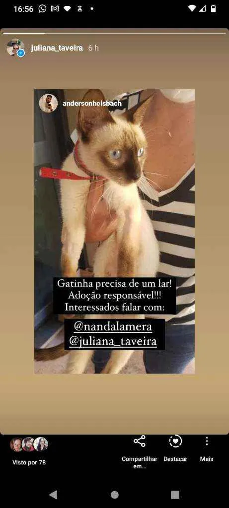 Gato ra a Siamês idade 7 a 11 meses nome Sesinha