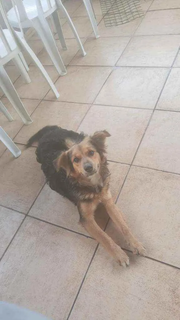 Cachorro ra a Não definida idade 7 a 11 meses nome Jully