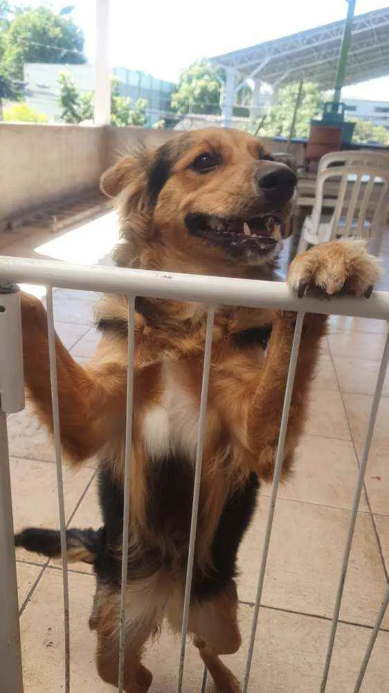 Cachorro ra a Não definida idade 7 a 11 meses nome Jully