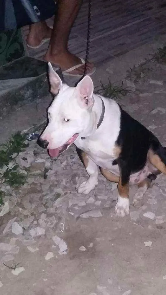 Cachorro raça Pitbull idade 4 anos nome Jack