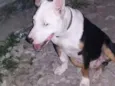 Jack