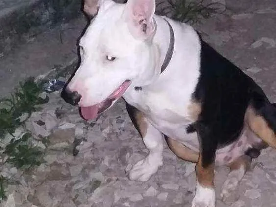 Cachorro raça Pitbull idade 4 anos nome Jack