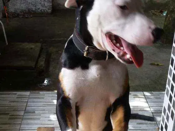 Cachorro raça Pitbull idade 4 anos nome Jack