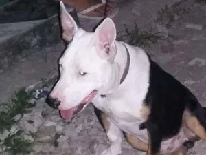 Cachorro raça Pitbull idade 4 anos nome Jack