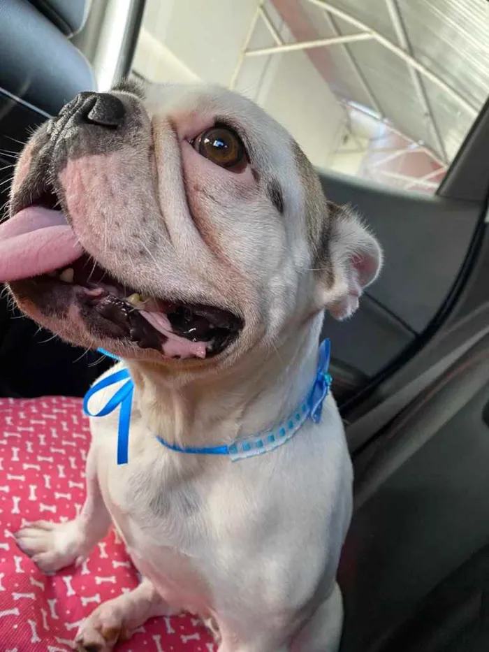 Cachorro raça Bulldog frances  idade 1 ano nome Luna