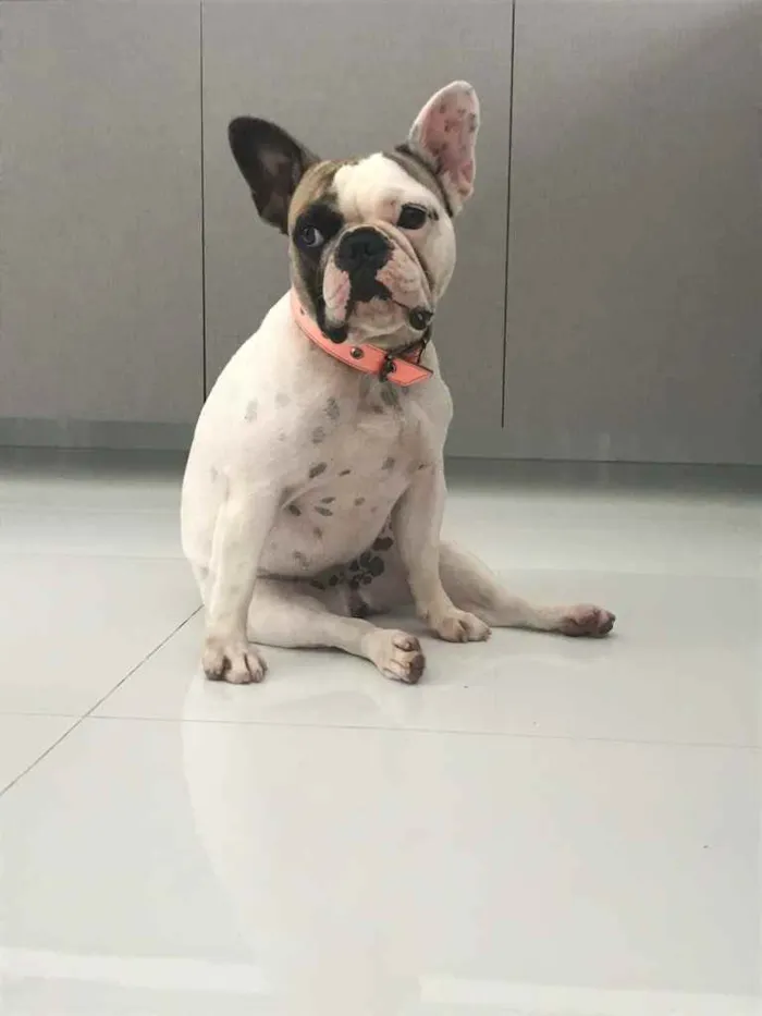 Cachorro raça Bulldog frances  idade 1 ano nome Luna