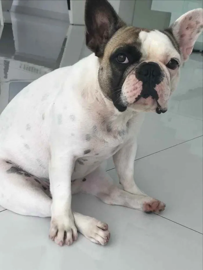 Cachorro raça Bulldog frances  idade 1 ano nome Luna