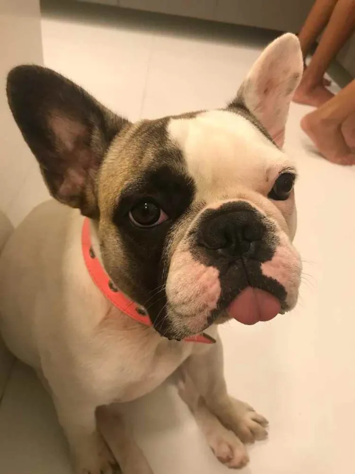 Cachorro raça Bulldog frances  idade 1 ano nome Luna
