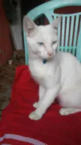 Fofo