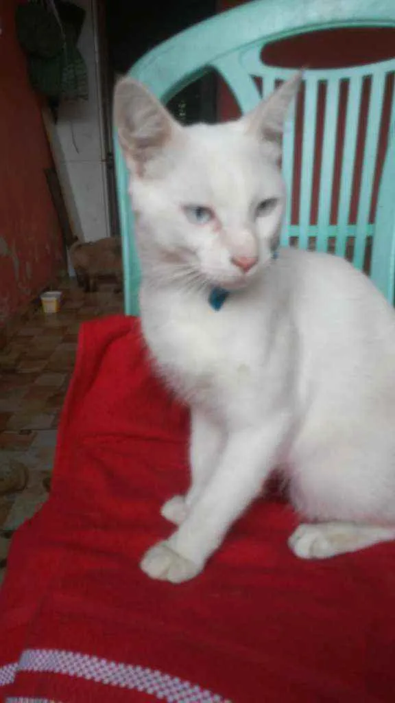 Gato ra a Comum idade 7 a 11 meses nome Fofo