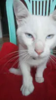 Fofo