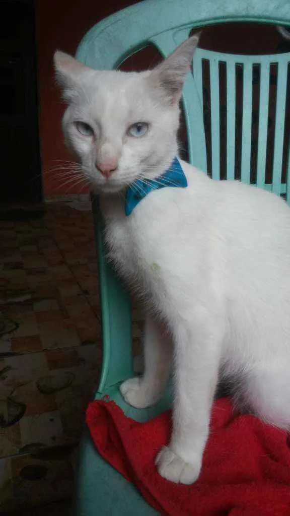 Gato ra a Comum idade 7 a 11 meses nome Fofo