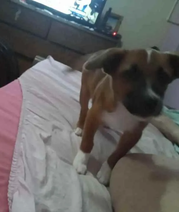 Cachorro ra a Mista idade 2 a 6 meses nome Óliver 