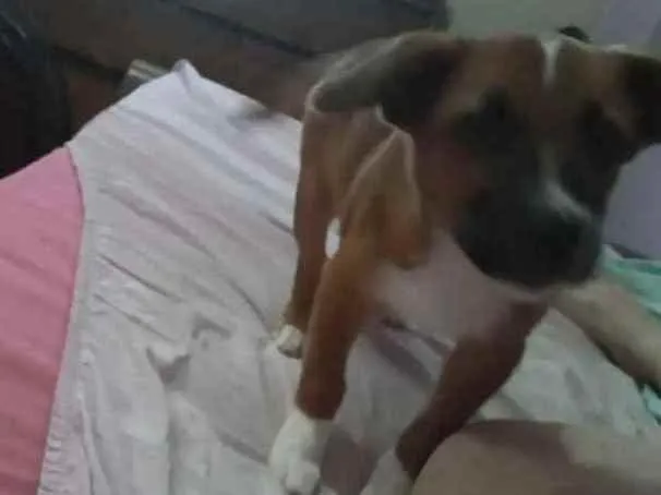 Cachorro ra a Mista idade 2 a 6 meses nome Óliver 