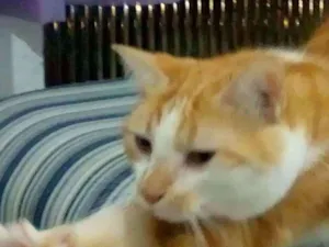 Gato raça  idade  nome ÁGATHA