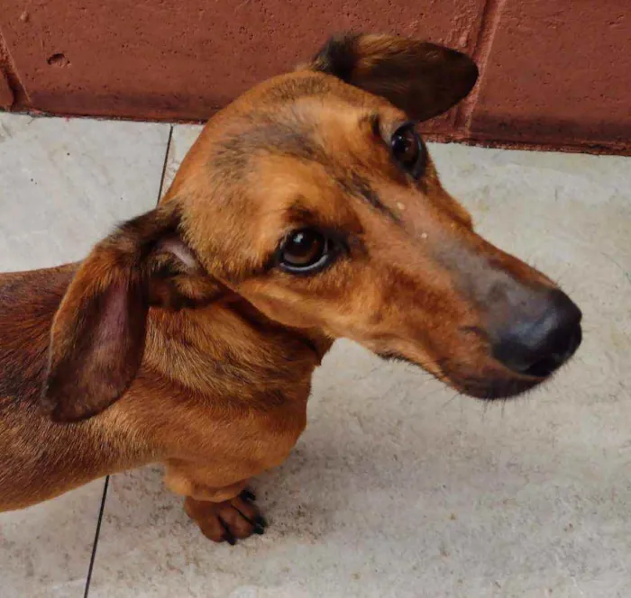 Cachorro raça Dachschund mestiço  idade 3 anos nome Willy 