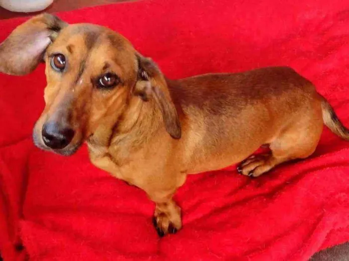 Cachorro raça Dachschund mestiço  idade 3 anos nome Willy 