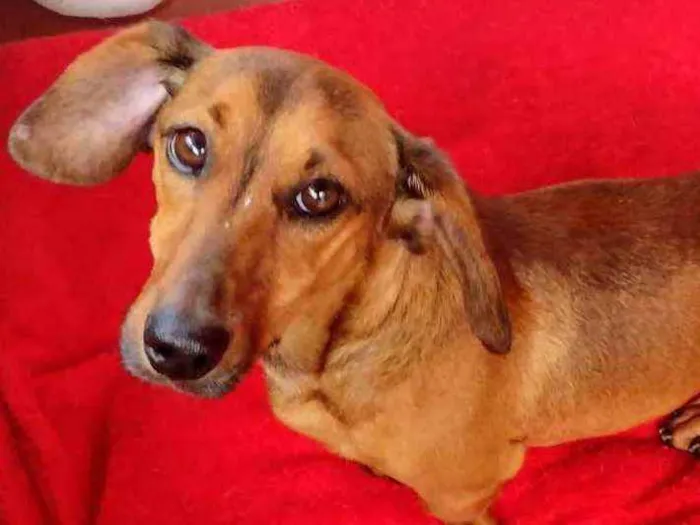 Cachorro raça Dachschund mestiço  idade 3 anos nome Willy 