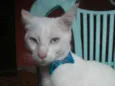 Fofo