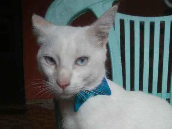 Gato ra a Comum idade 7 a 11 meses nome Fofo