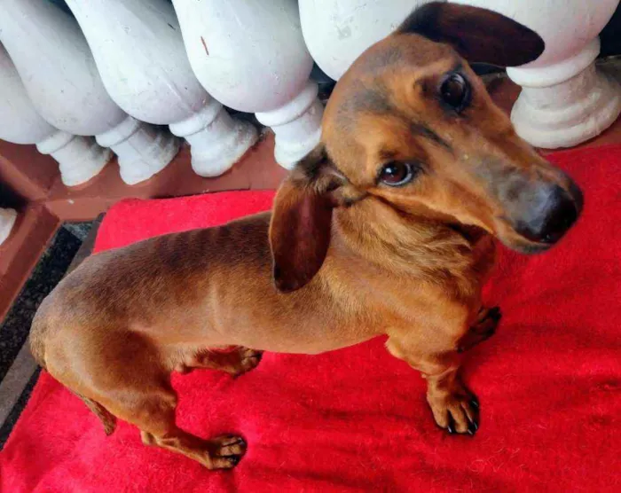 Cachorro raça Dachschund mestiço  idade 3 anos nome Willy 